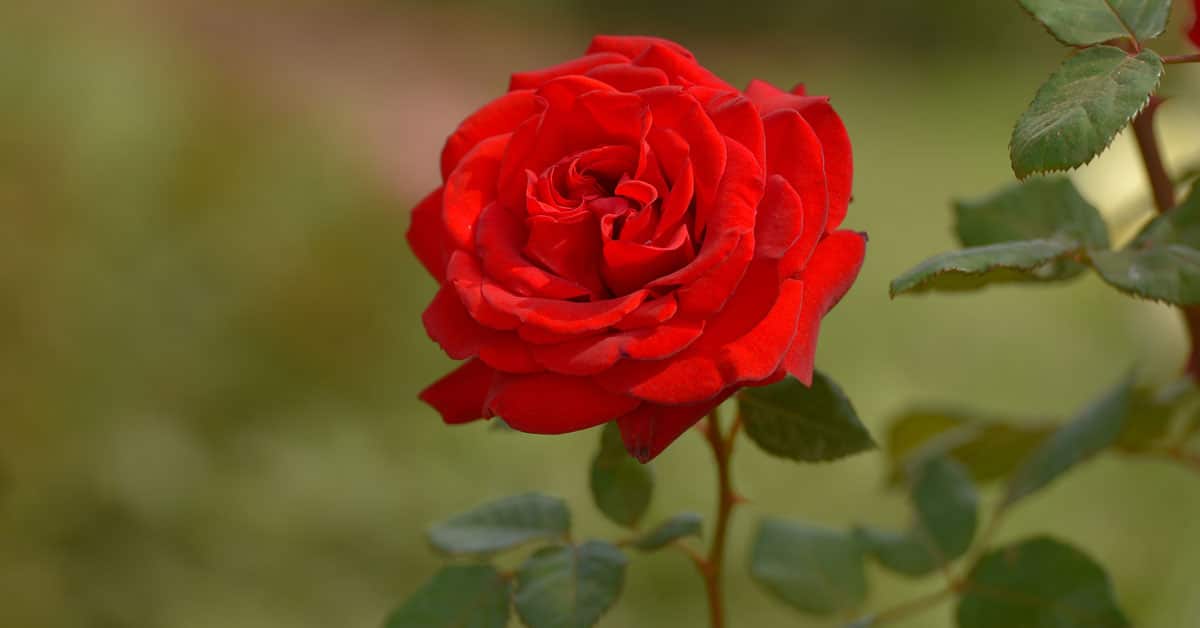 Do Roses Have Thorns, or Do Thorns Have Roses? Preferra Policyholder